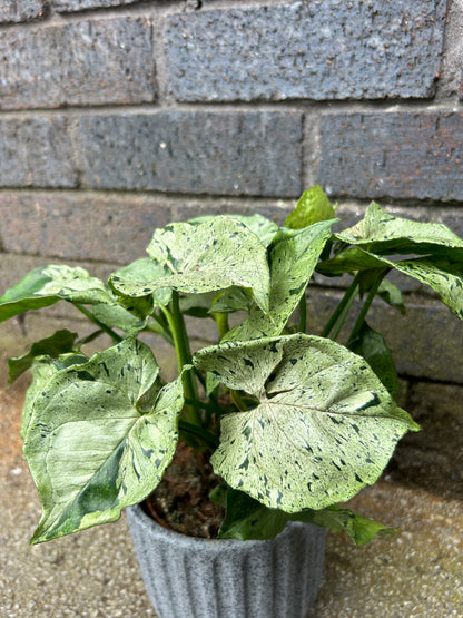 Syngonium Green Splash