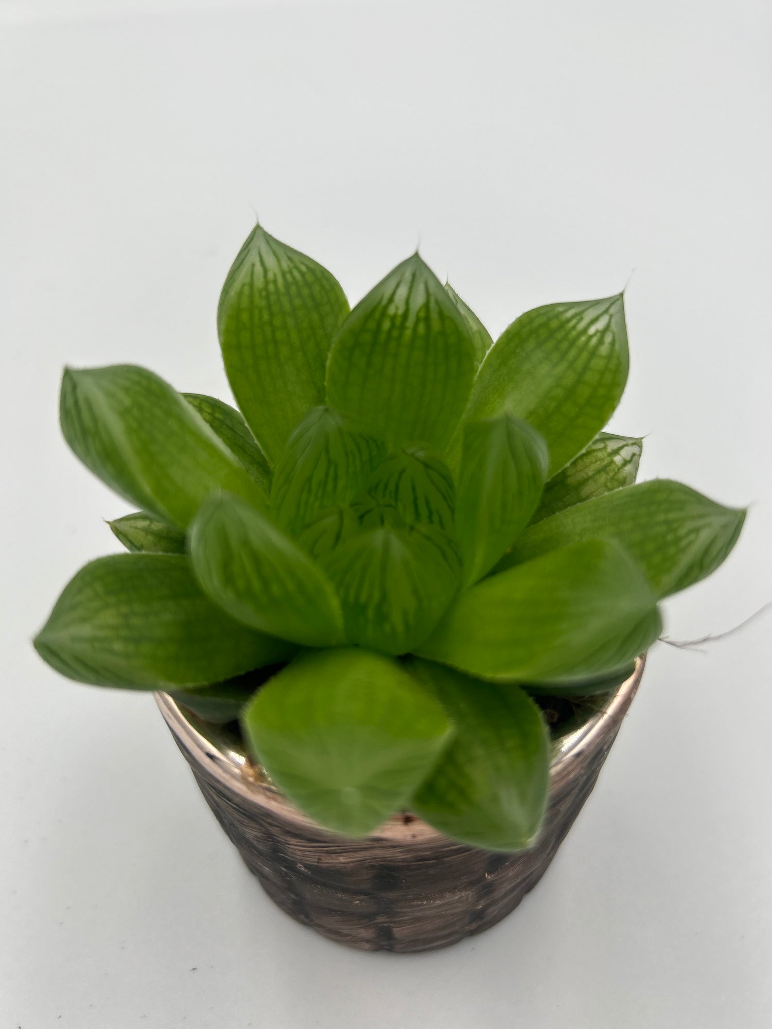 Haworthia Cooperii