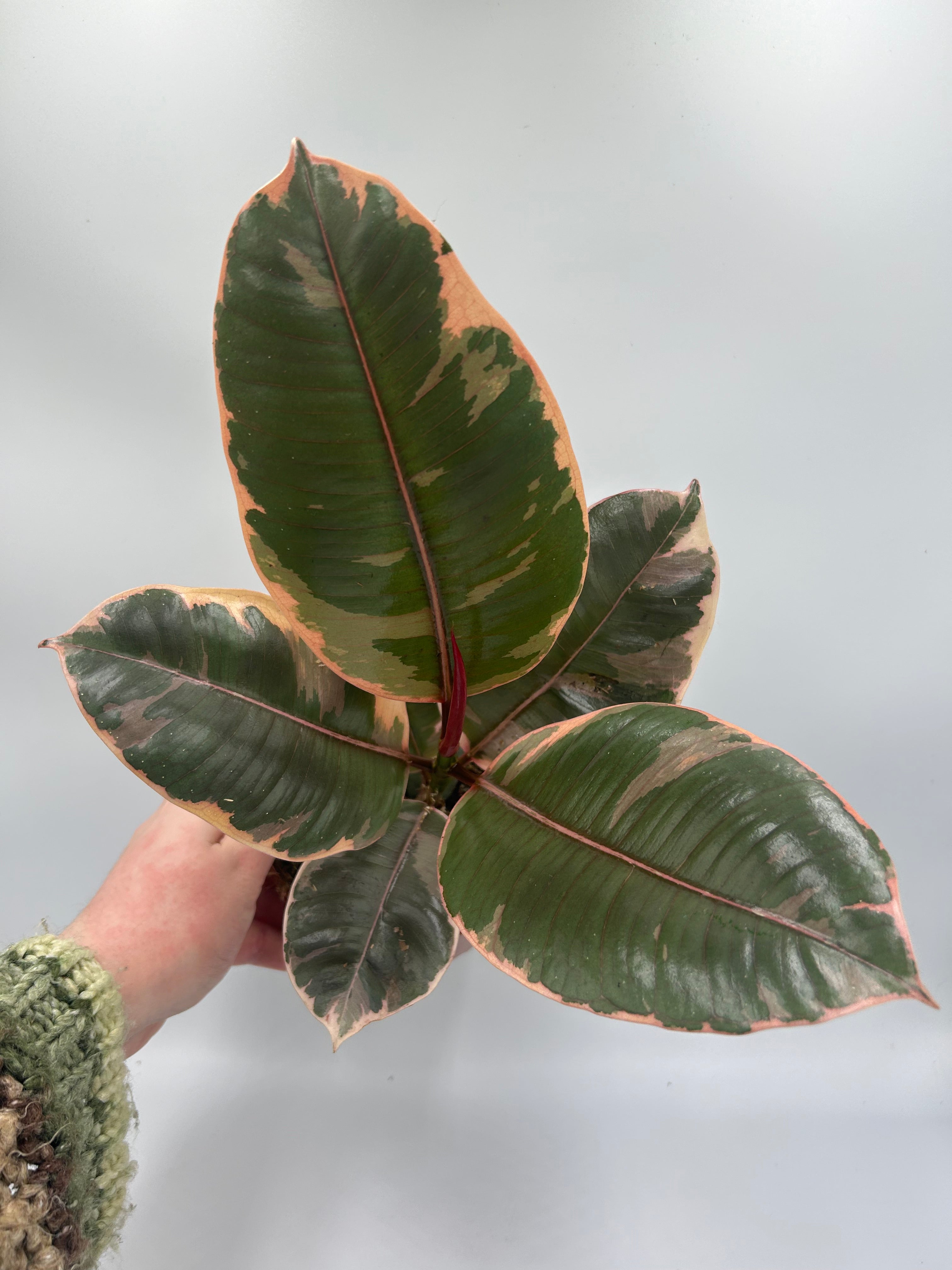 Ficus elastica Belize