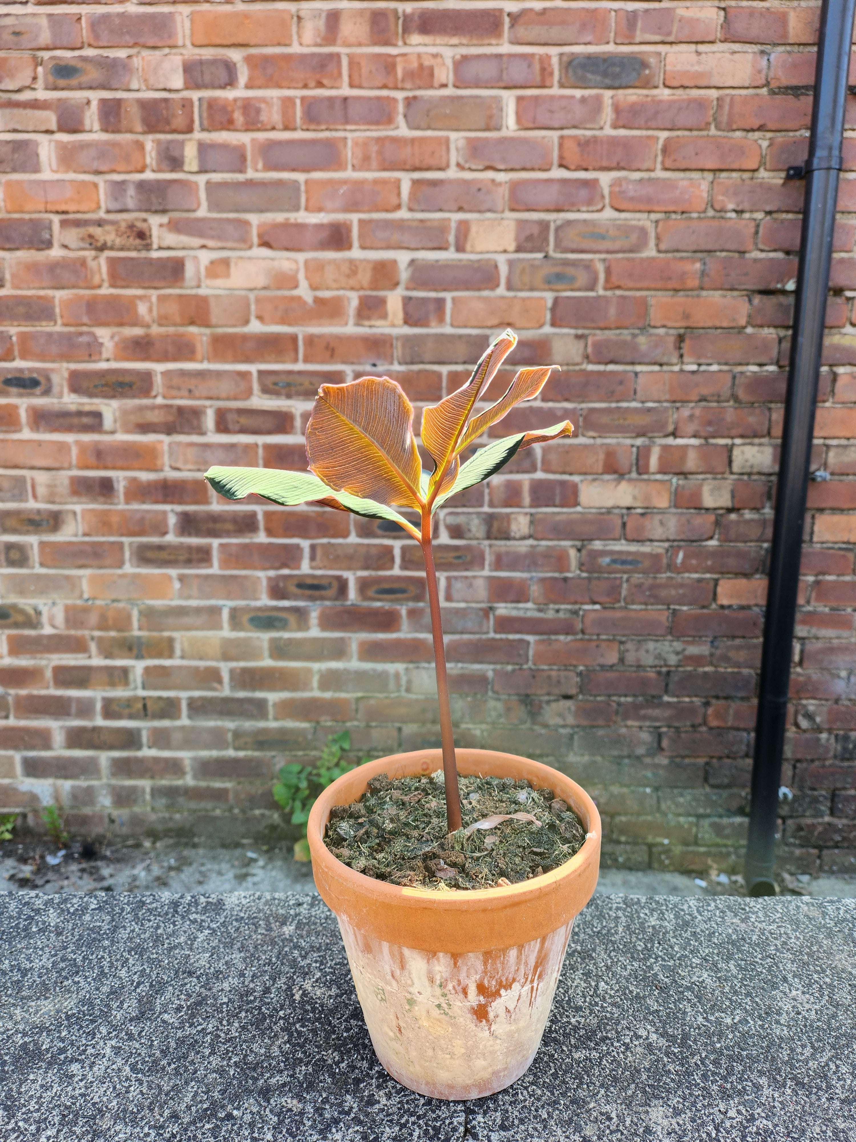 Amorphophallus Atroviridis