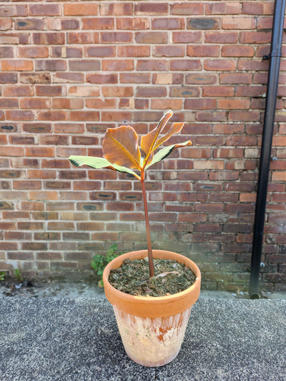 Amorphophallus Atroviridis