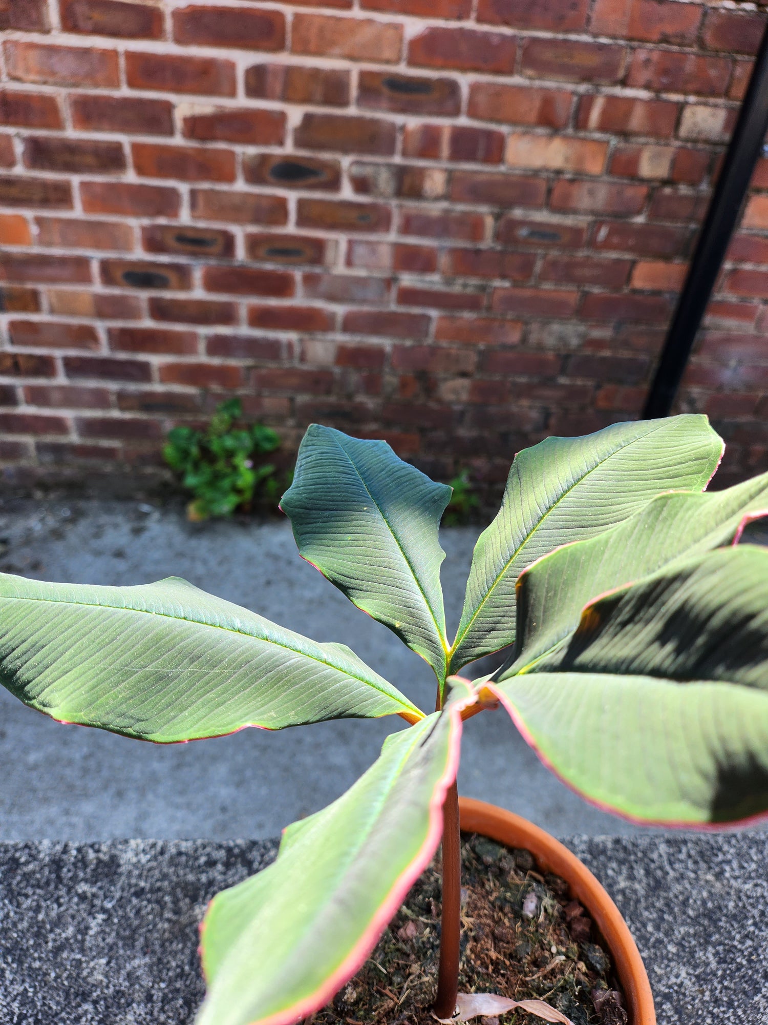 Amorphophallus Atroviridis