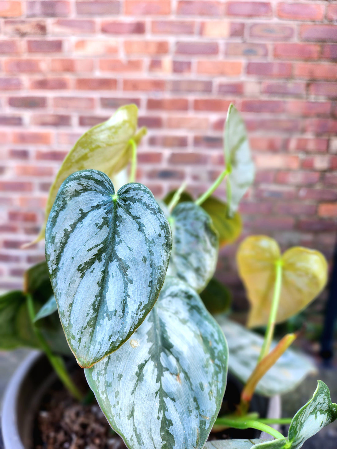 Philodendron Brandtianum