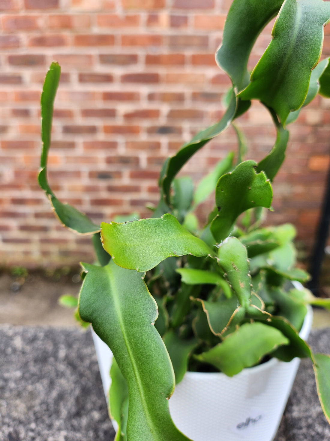 Epiphyllum Guatemala &