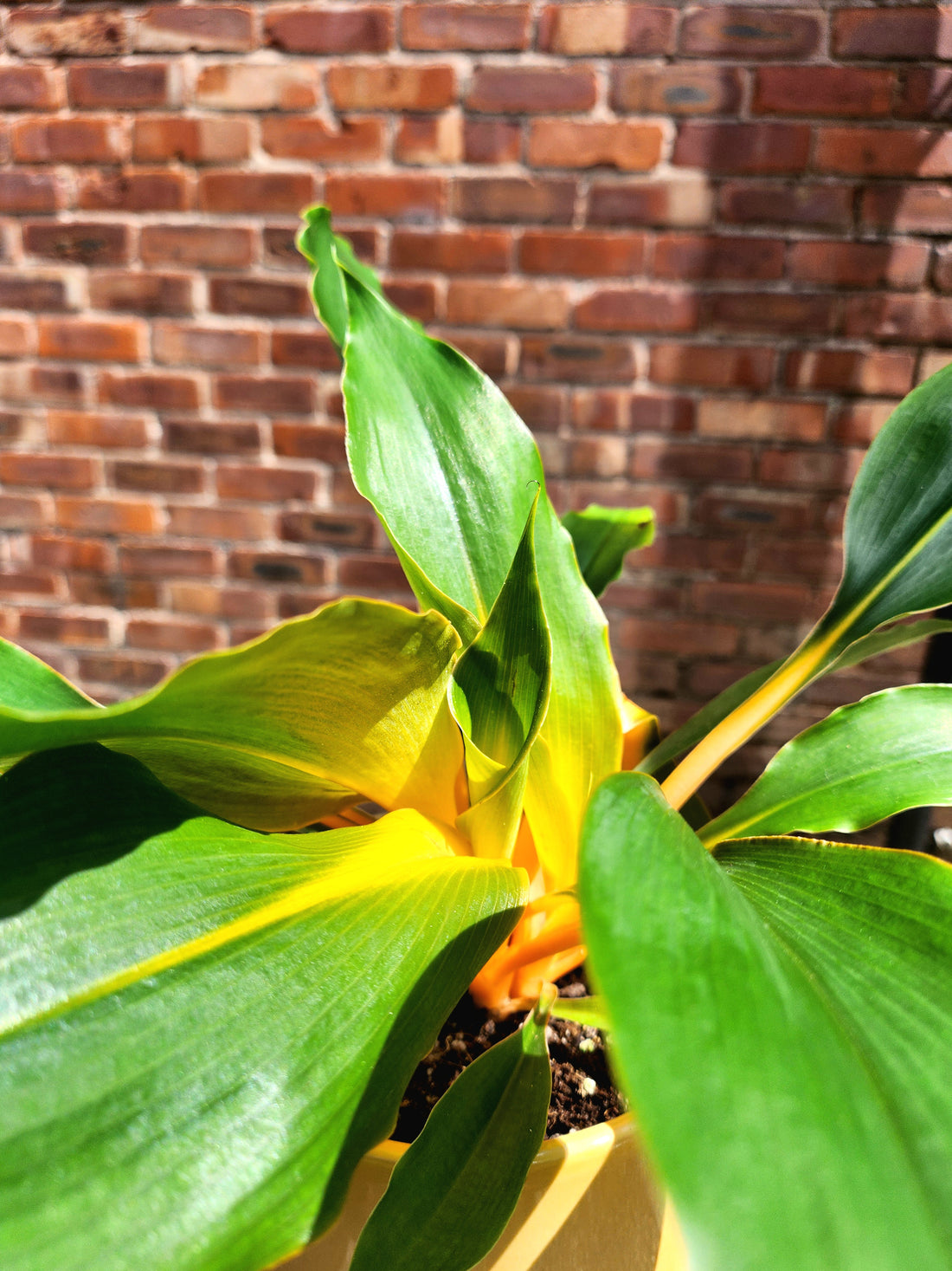 Chlorophytum orchidastrum Green Orange