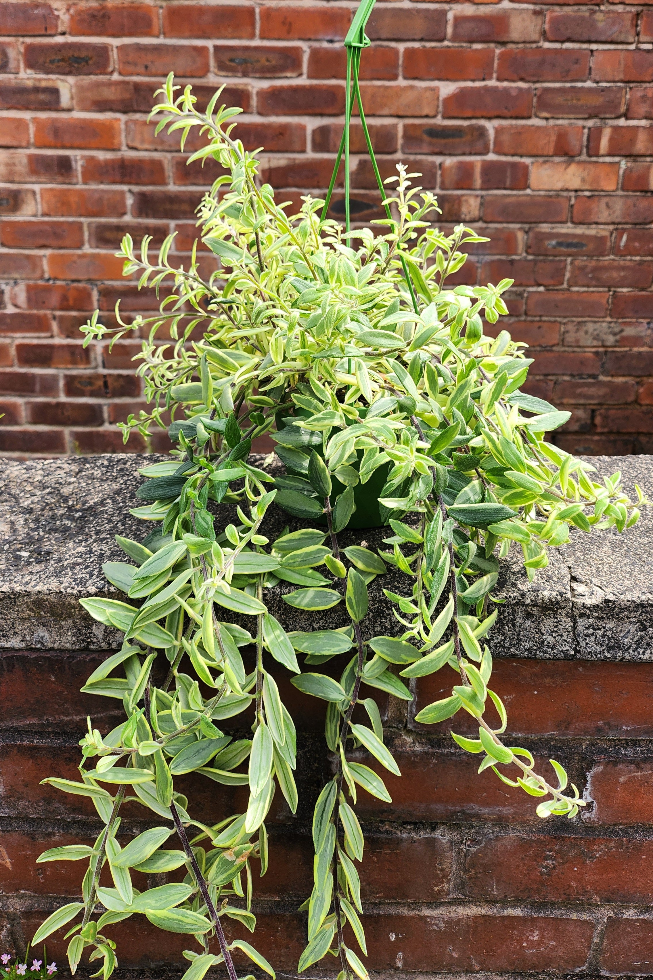 Aeschynanthus Bolero Bicolore