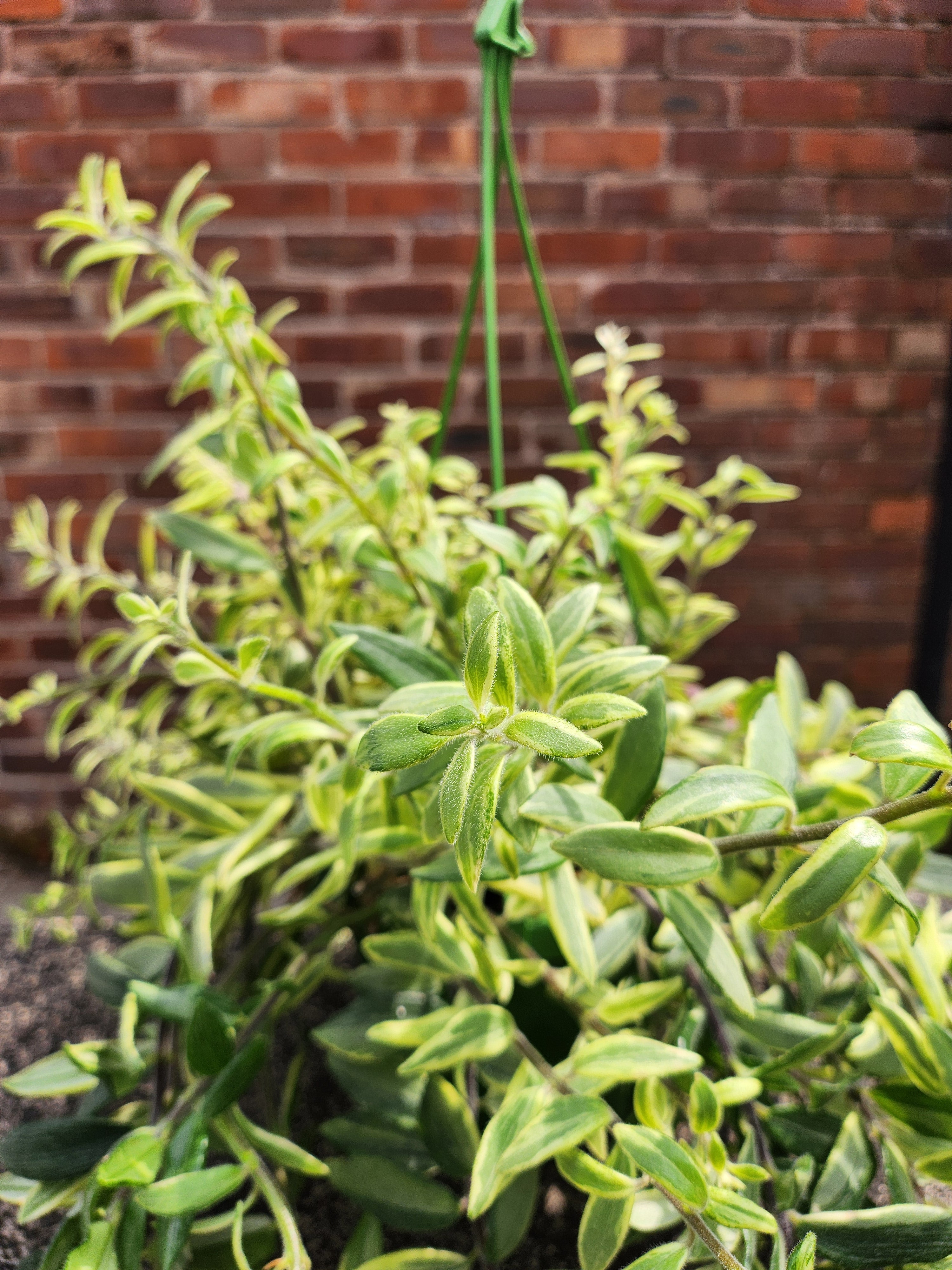 Aeschynanthus Bolero Bicolore