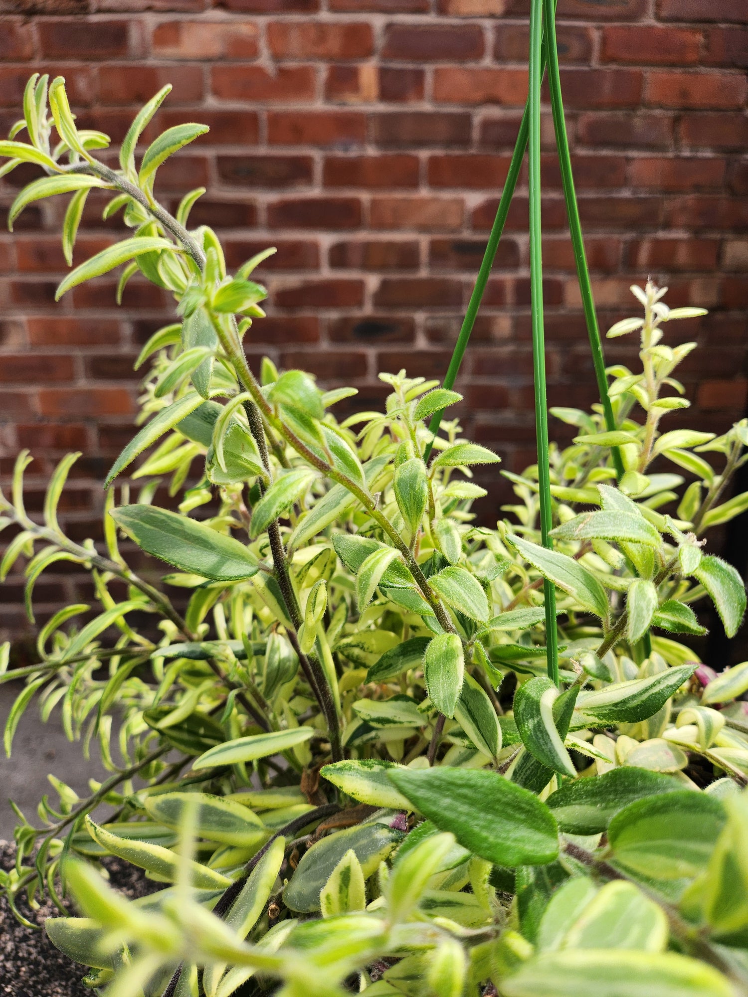 Aeschynanthus Bolero Bicolore