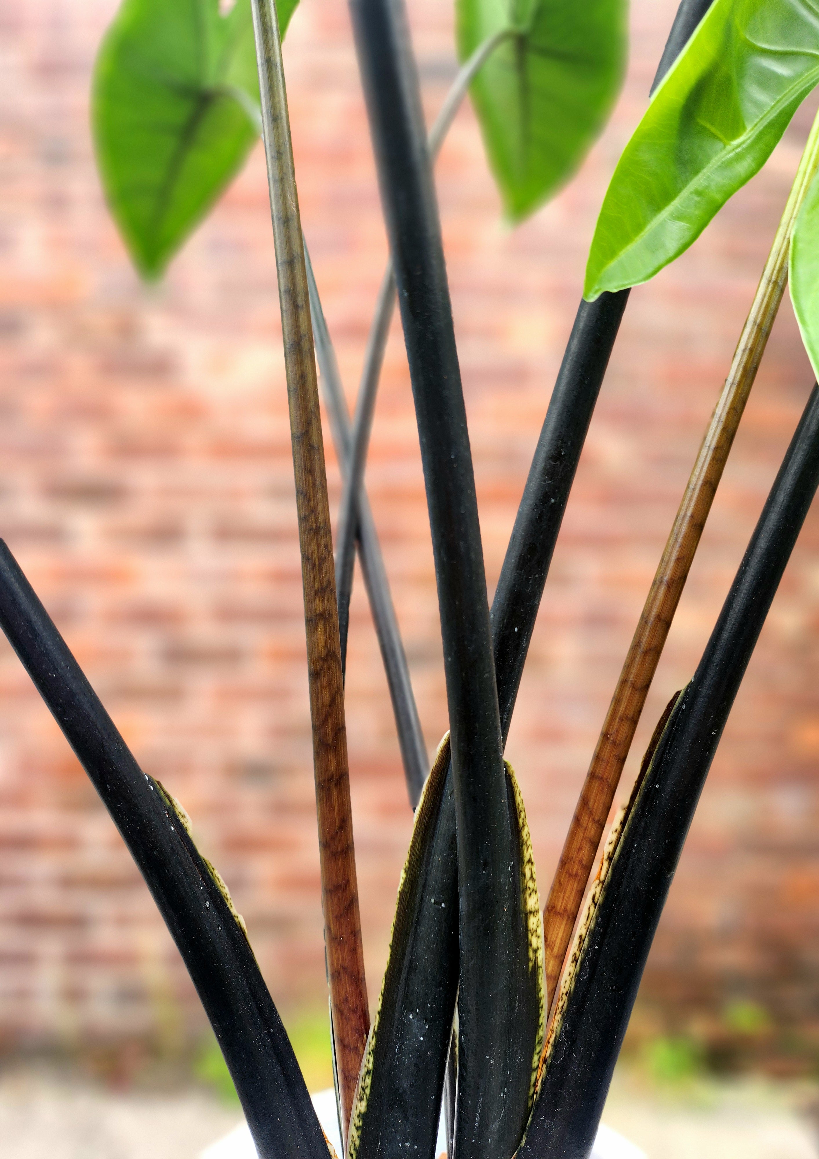 Alocasia Black Zebrina- Rare