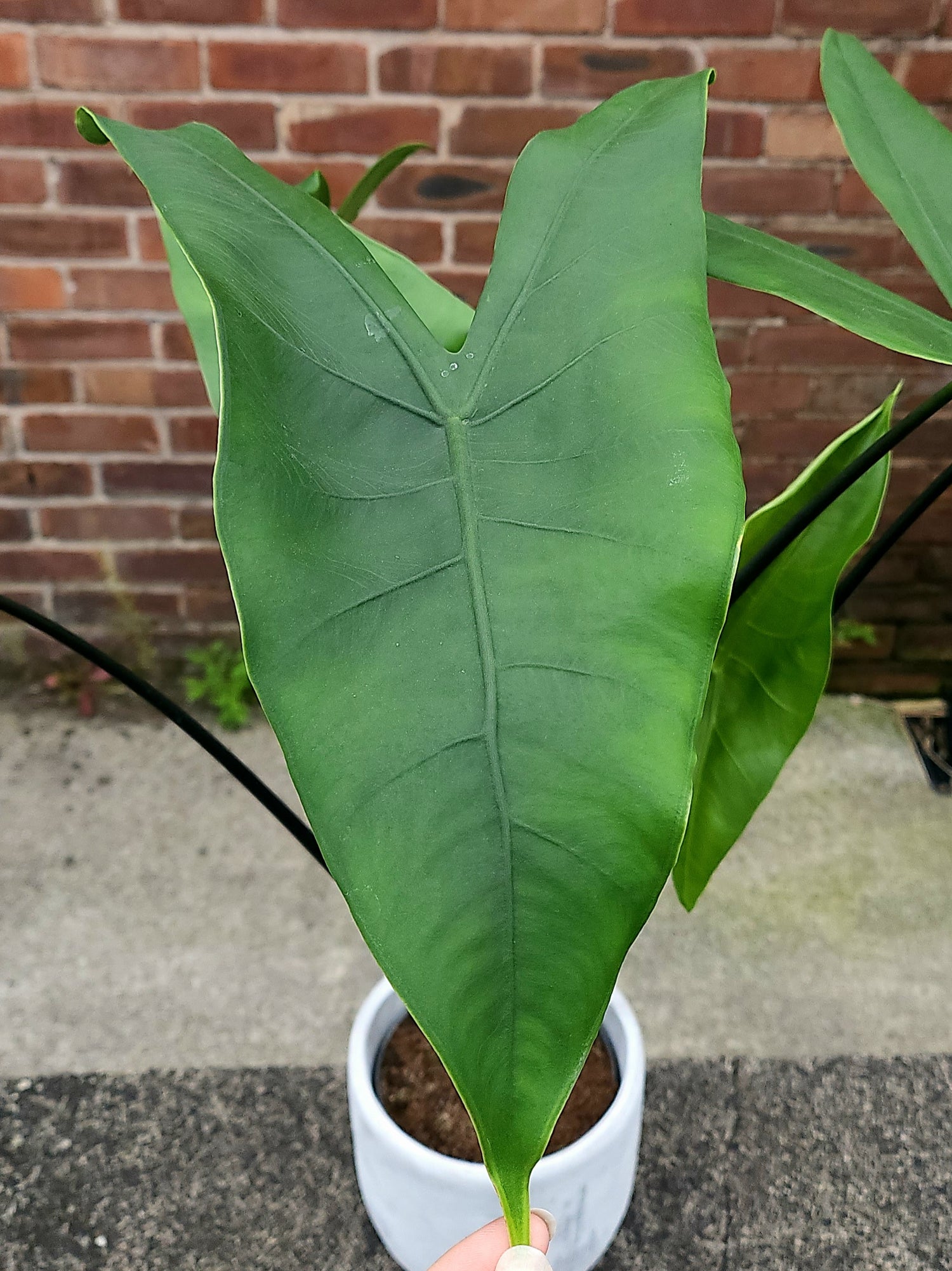 Alocasia Black Zebrina- Rare