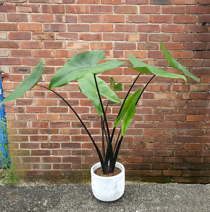 Alocasia Black Zebrina- Rare