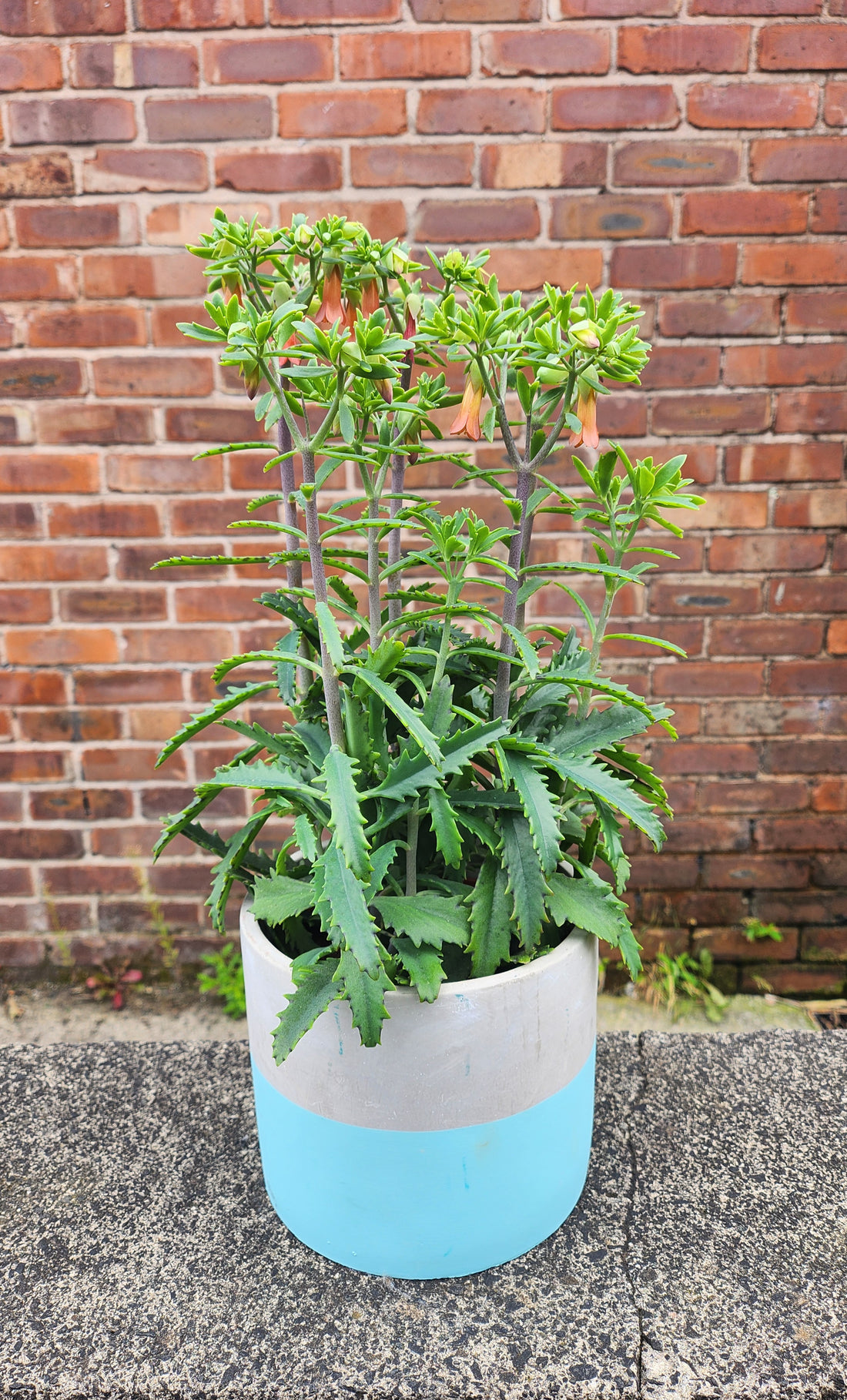 Kalanchoe Lucky Bells