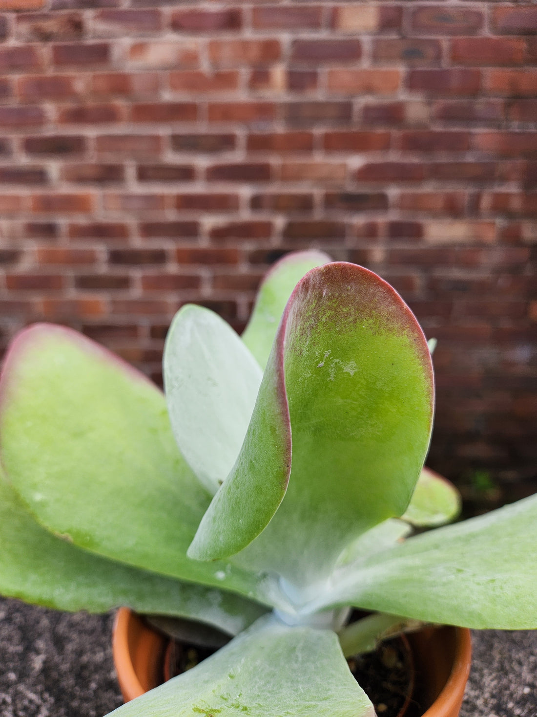 Kalanchoe Thyrsiflora