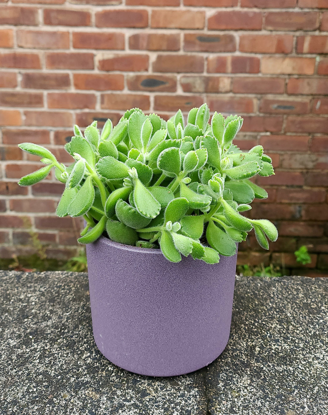 Cotyledon Green Footprint