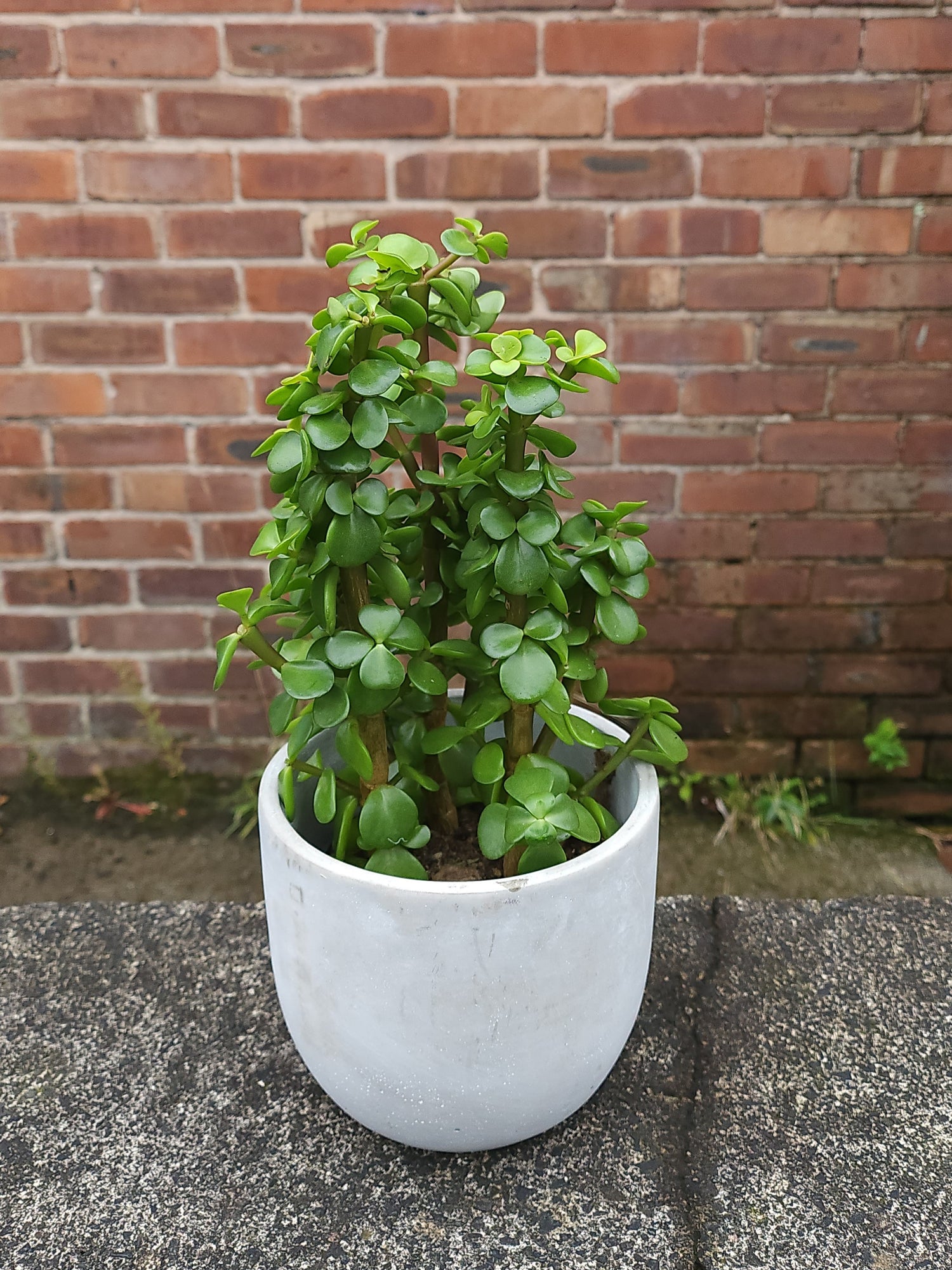 Portulacaria Afra (Elephant Bush)