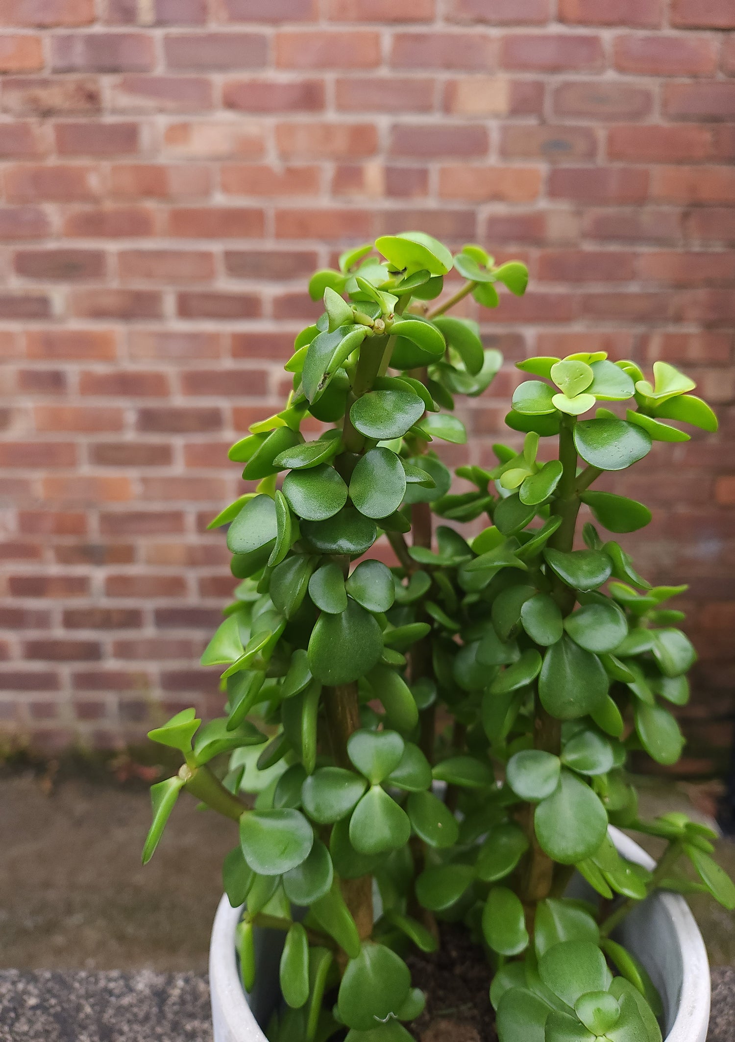 Portulacaria Afra (Elephant Bush)