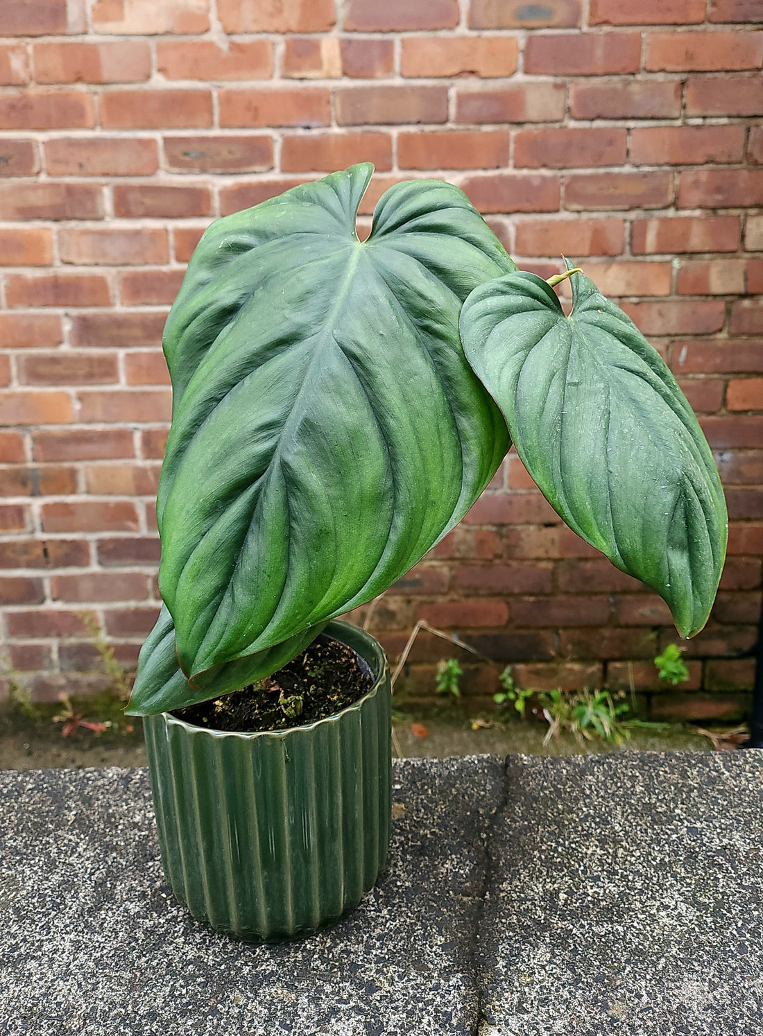 Philodendron Columbia