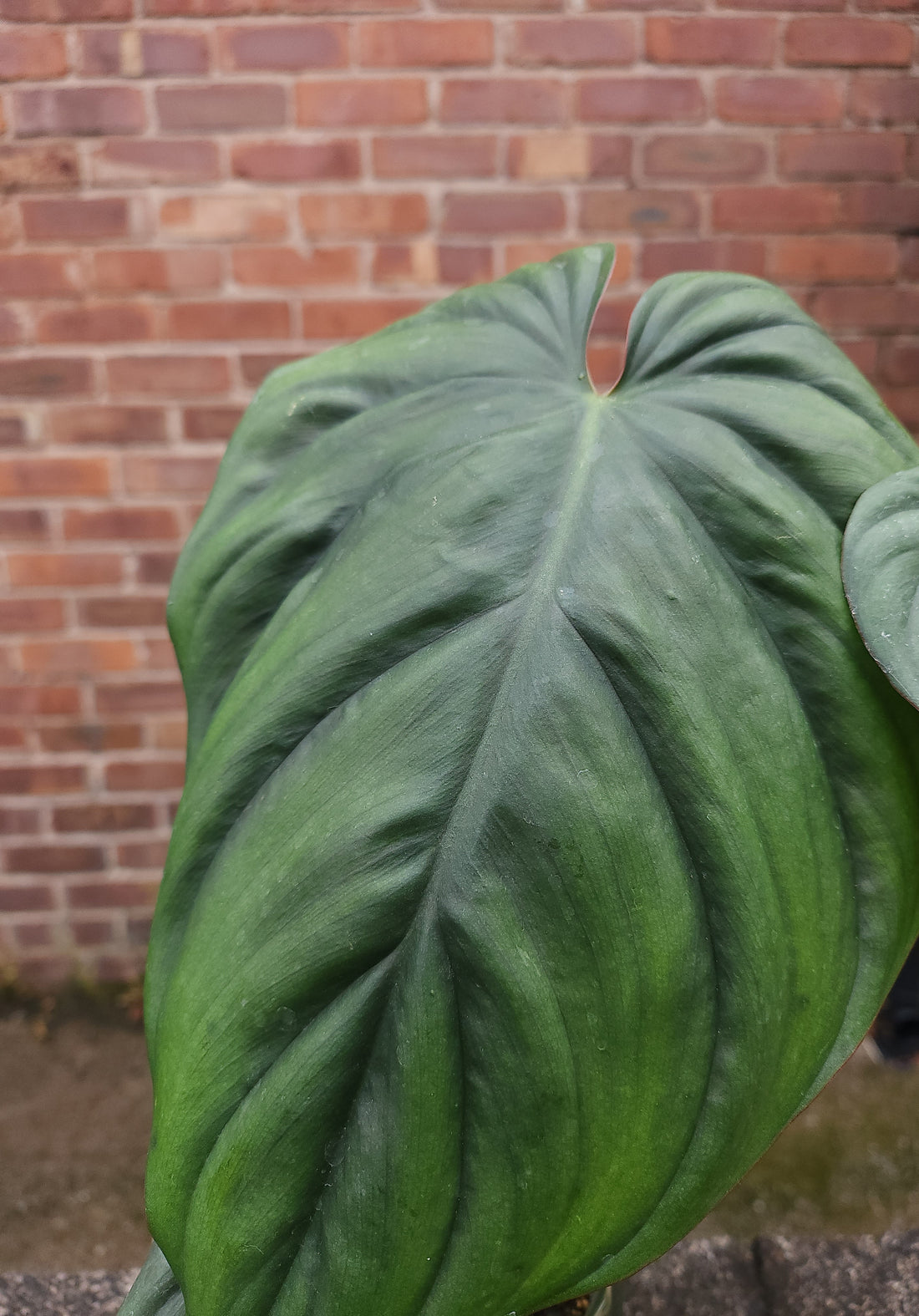 Philodendron Columbia