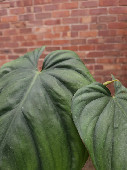 Philodendron Colombia