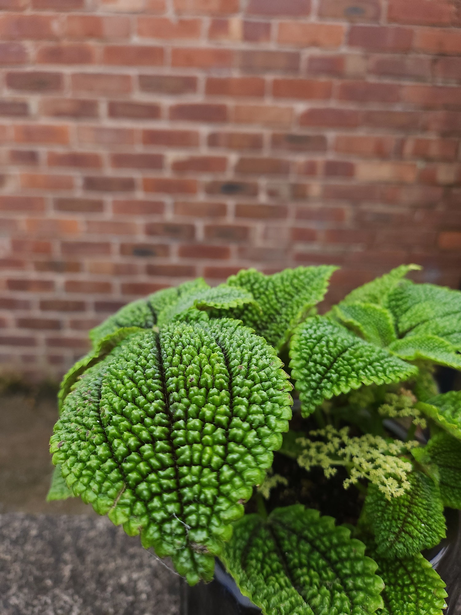 Pilea Moonvalley