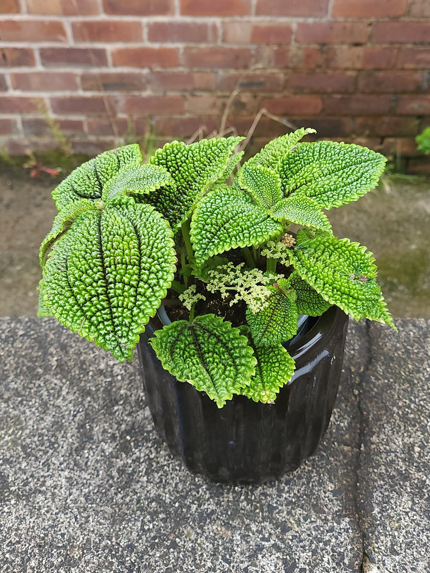 Pilea Moonvalley