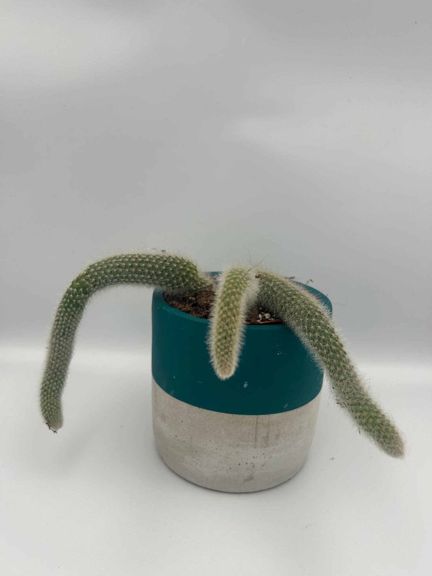 Cleistocactus Colademonis