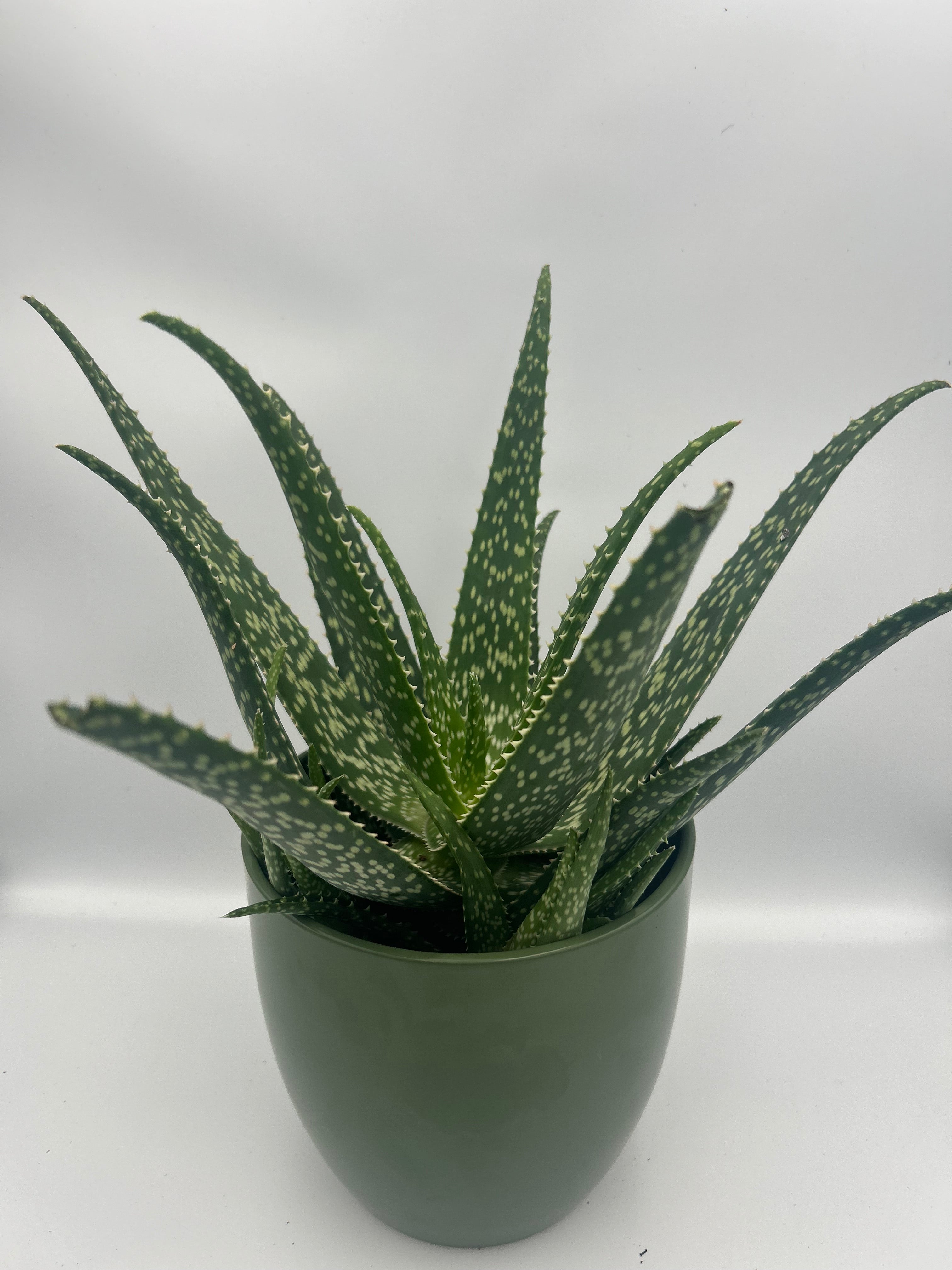 Aloe Medivera