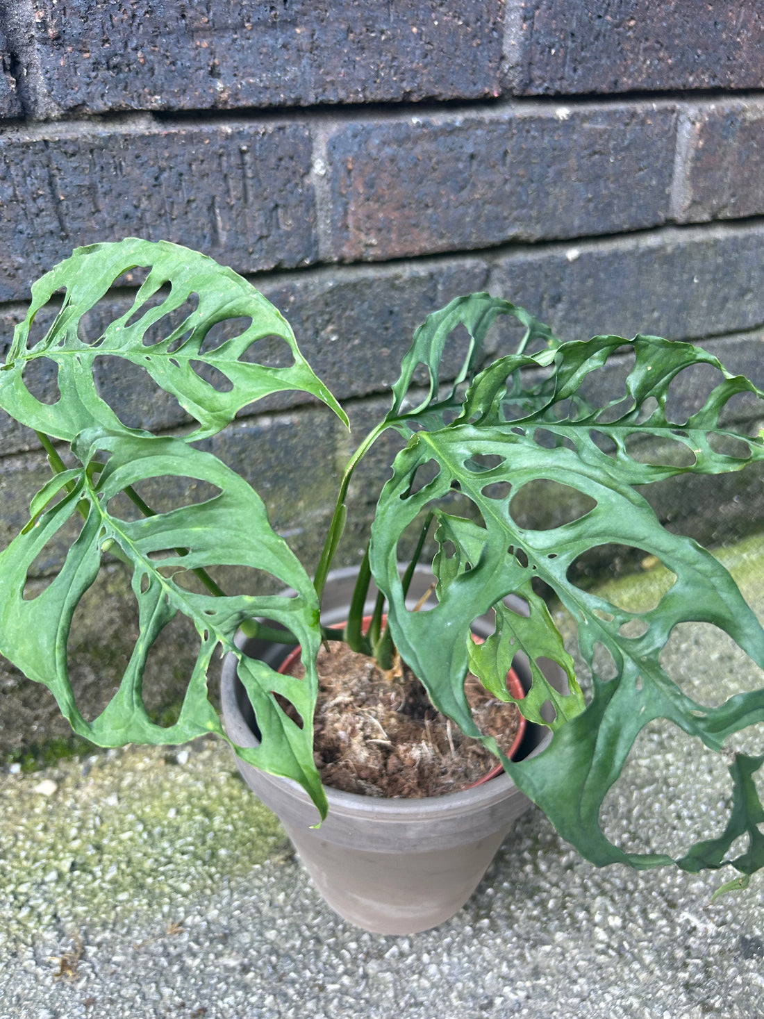 Monstera Oblique Peru