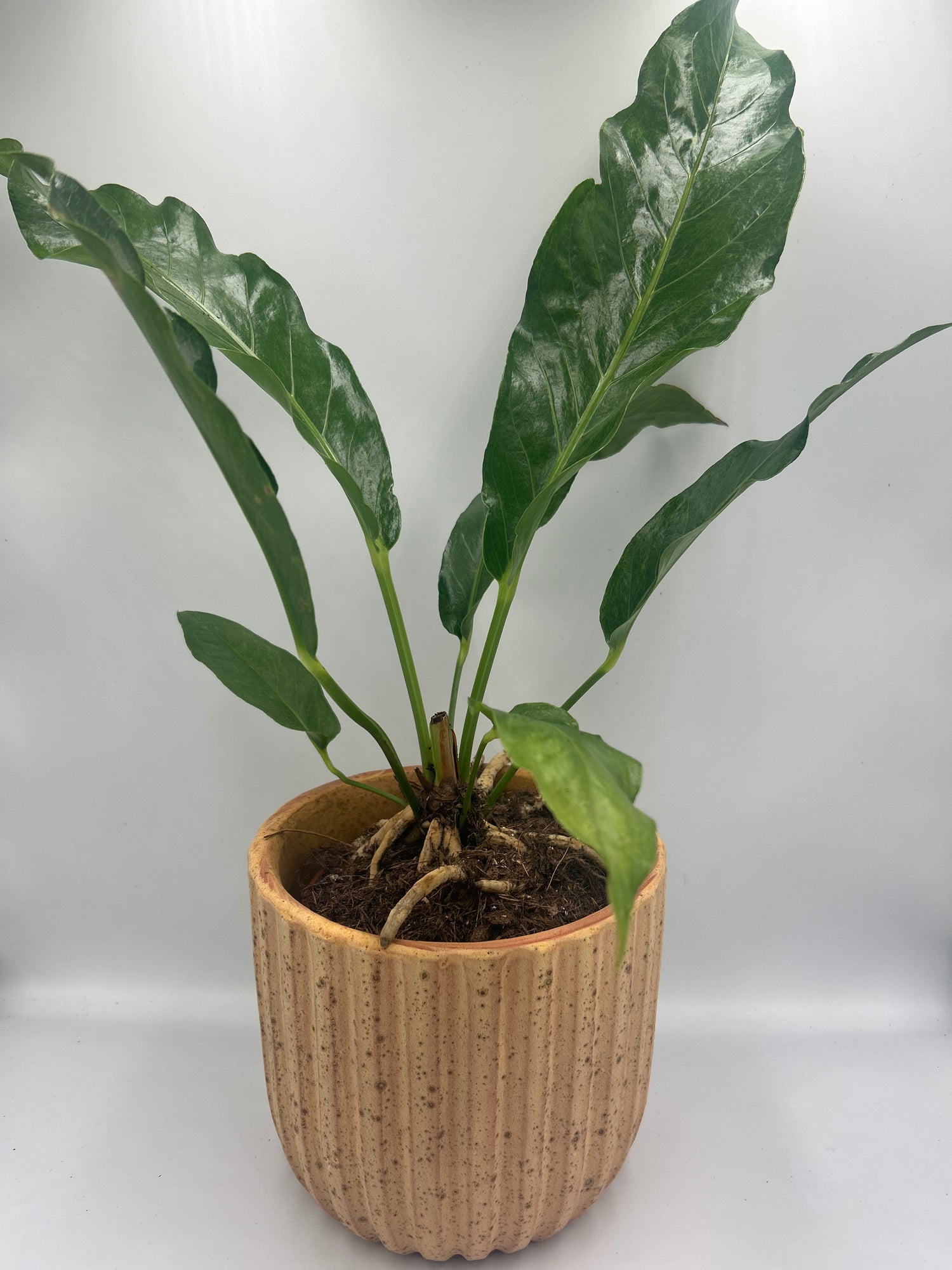 Anthurium Hookeri Variegated