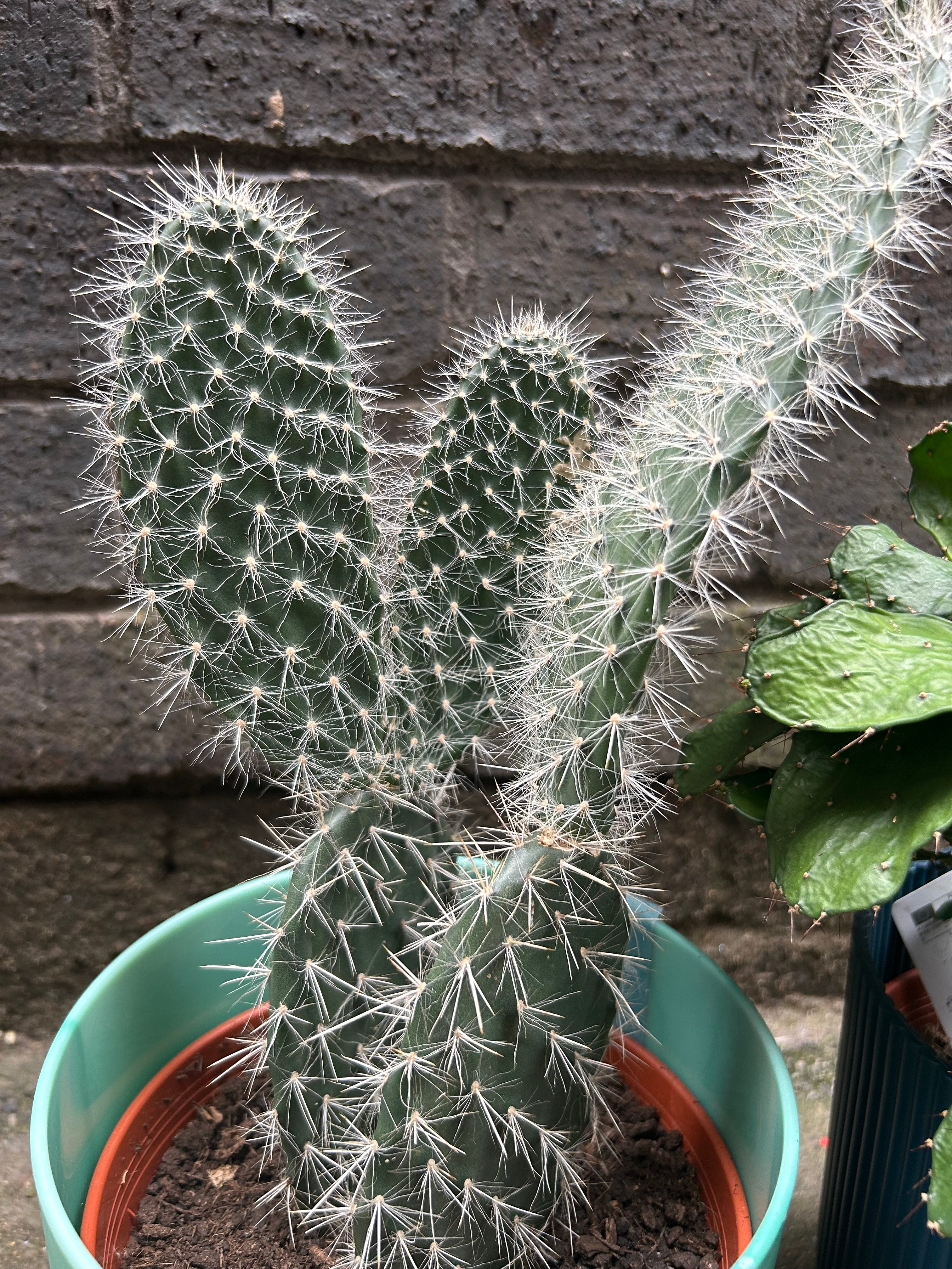 Opuntia Lucky Dip