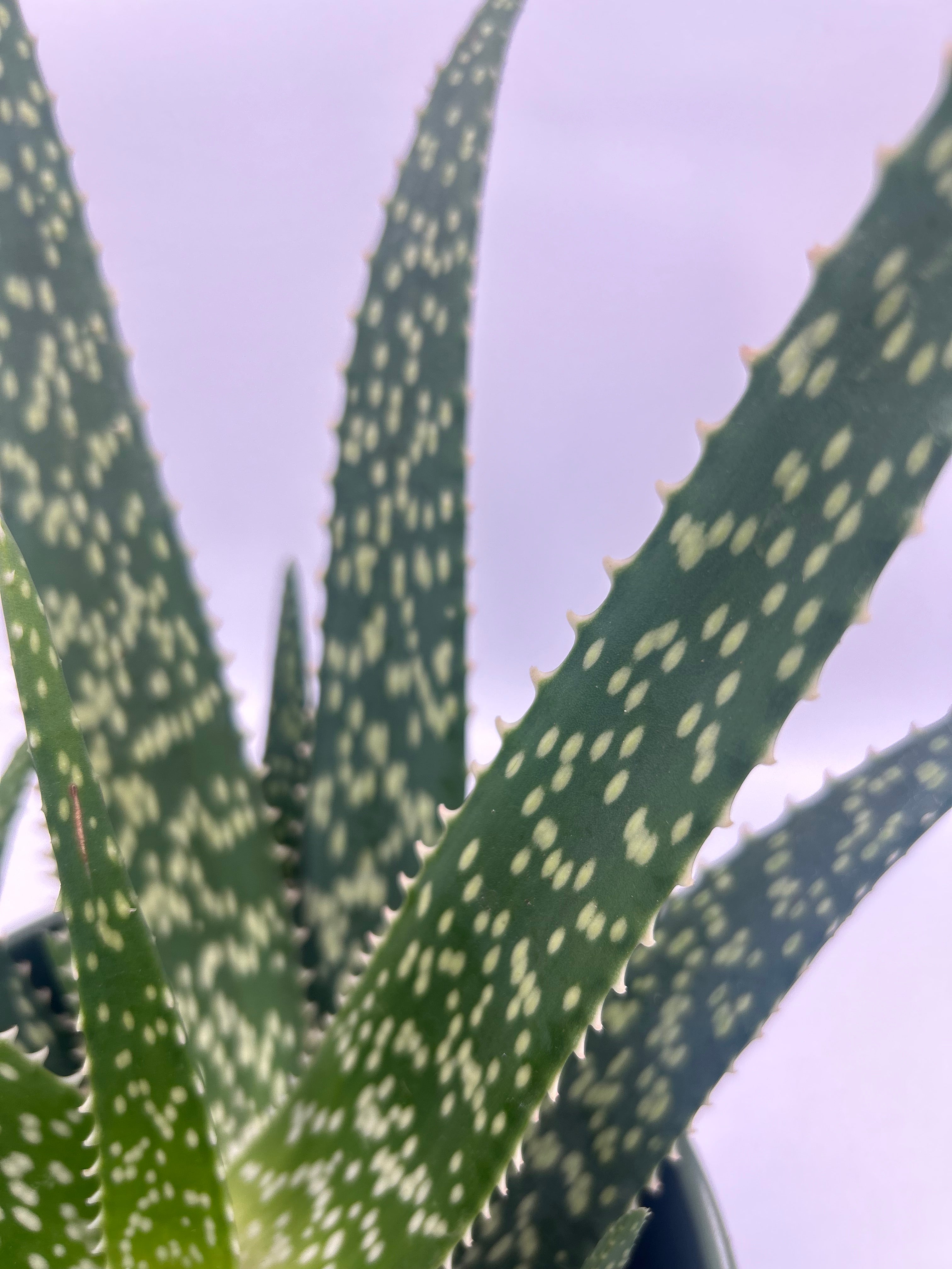 Aloe Medivera