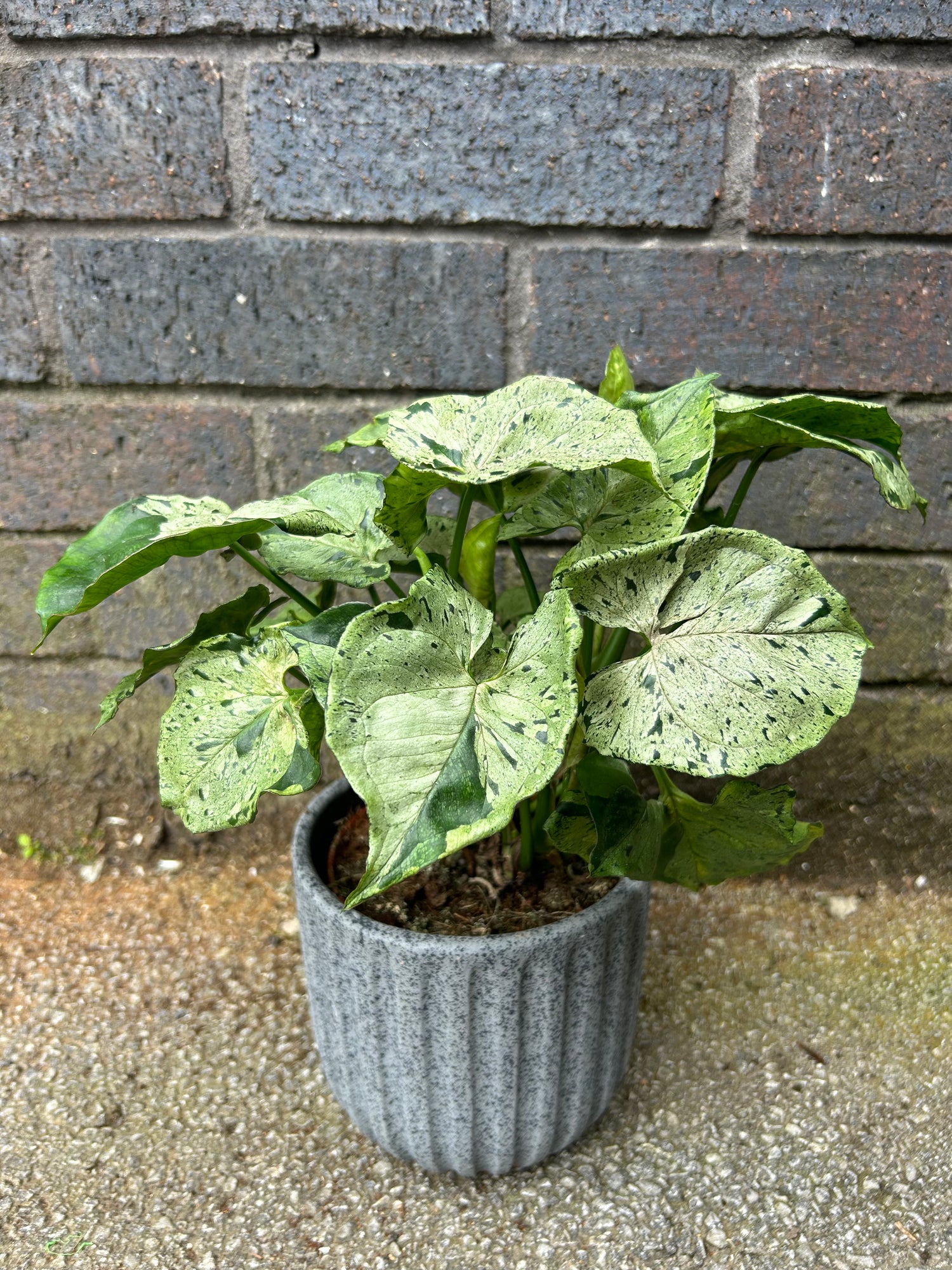 Syngonium Green Splash