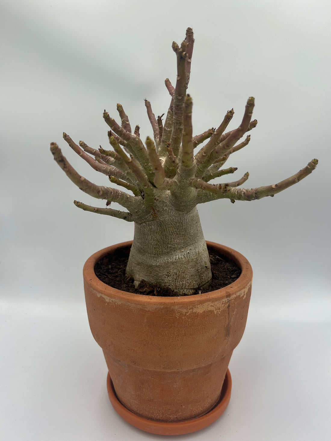 Adenium Baobab