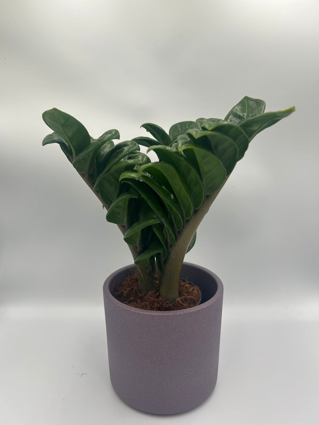 Zamioculcas Zamicron Zenzi