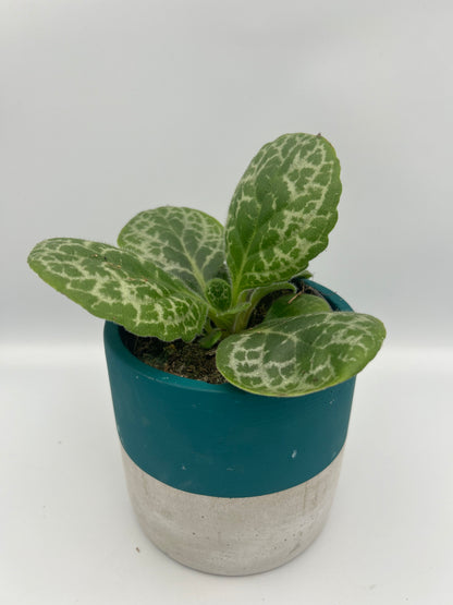 Streptocarpus Pretty Turtle