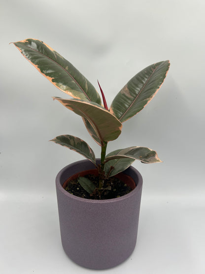 Ficus elastica Belize