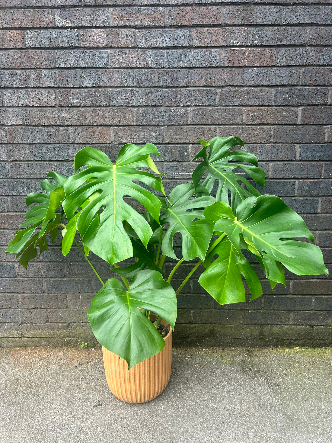 Monstera Deliciosa XL Leaves (Collection Only)