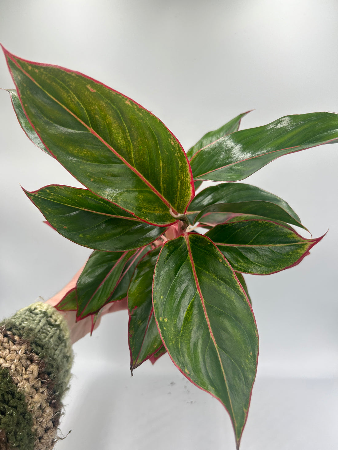 Aglaonema Crete