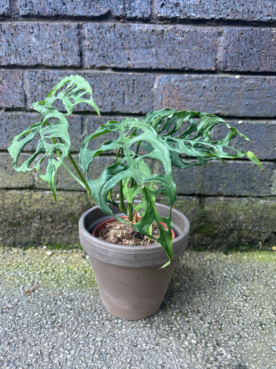 Monstera Oblique Peru