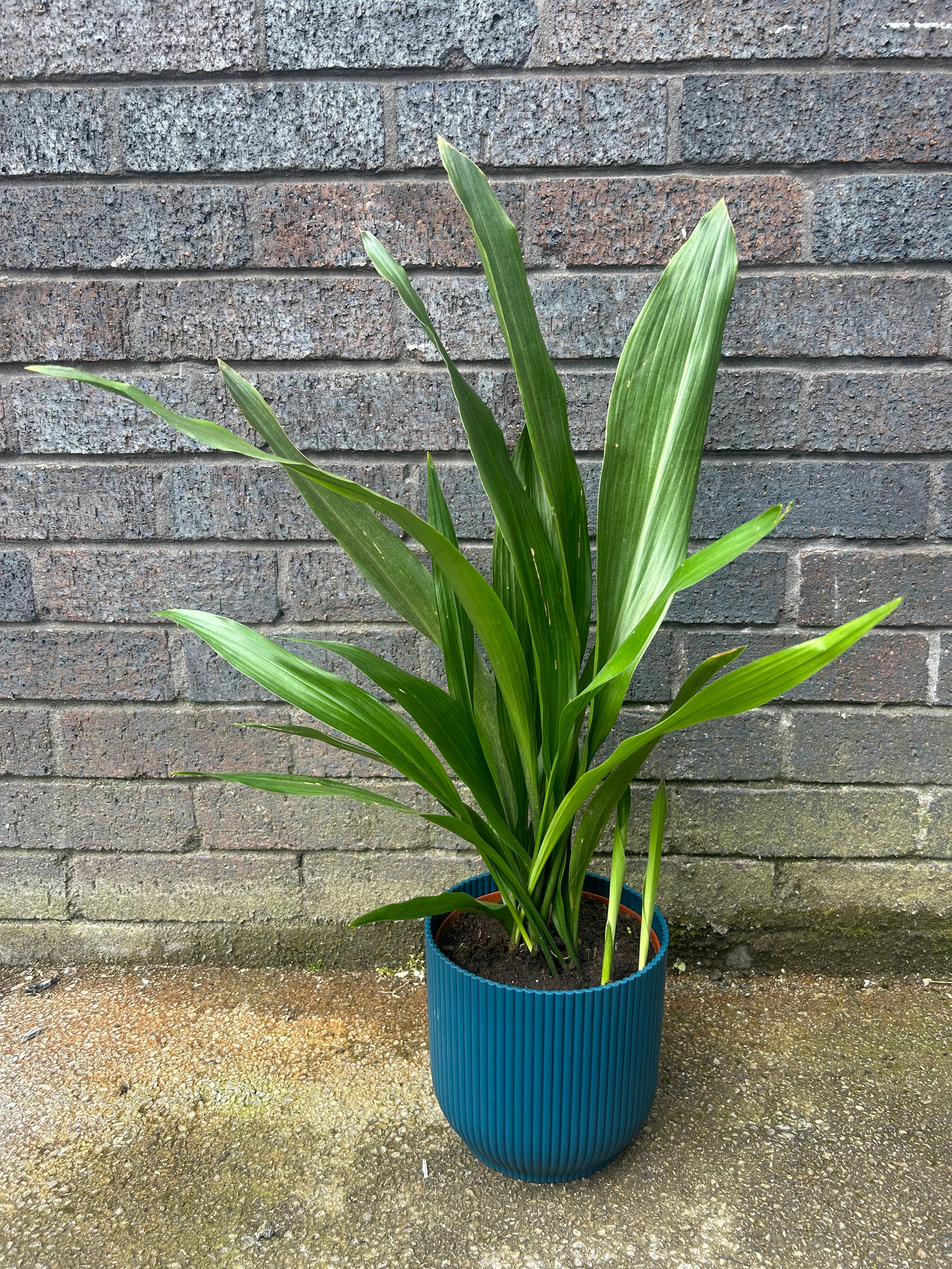 Aspidistra Eliatior