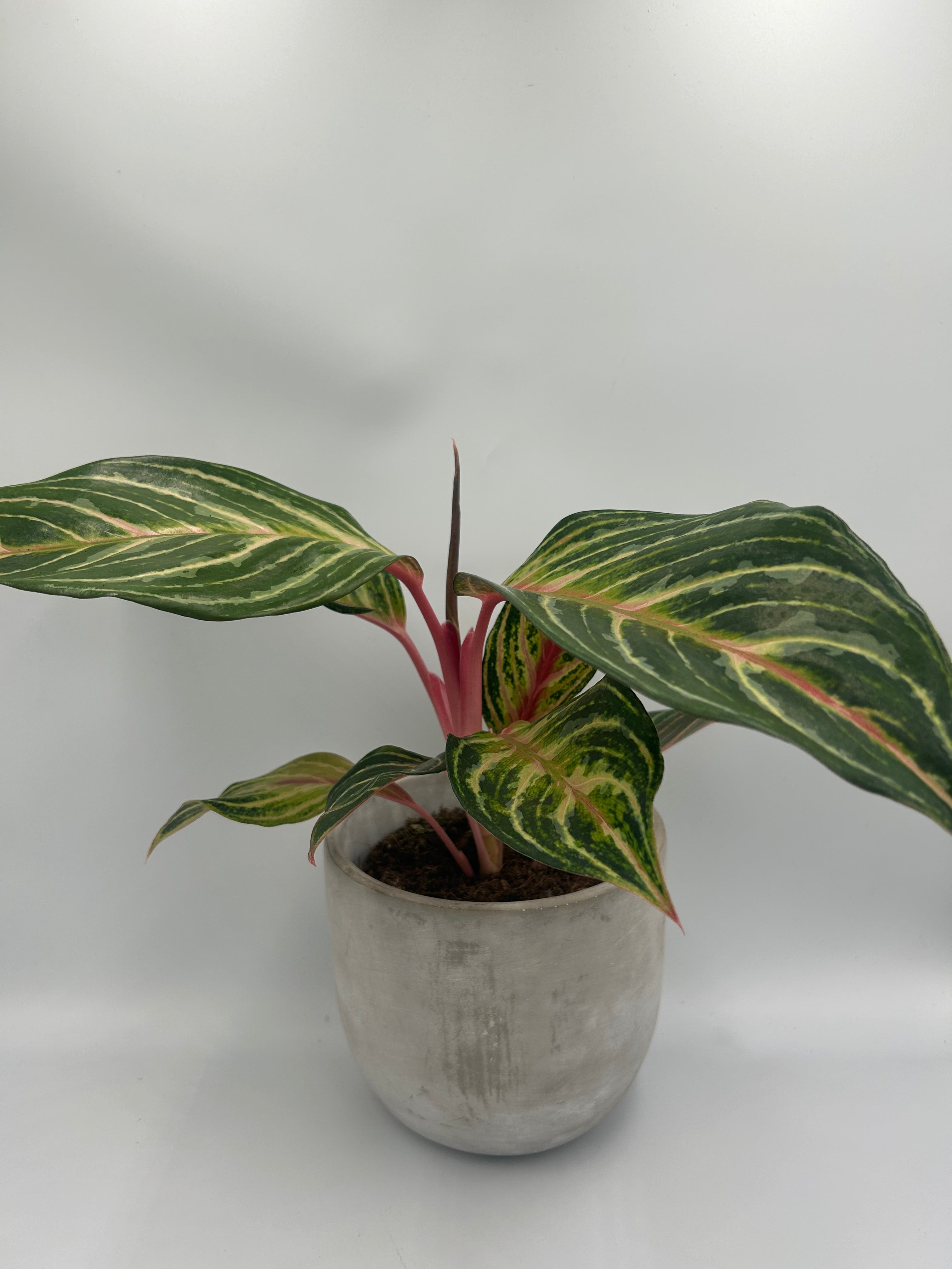 Aglaonema Jaxxy Red