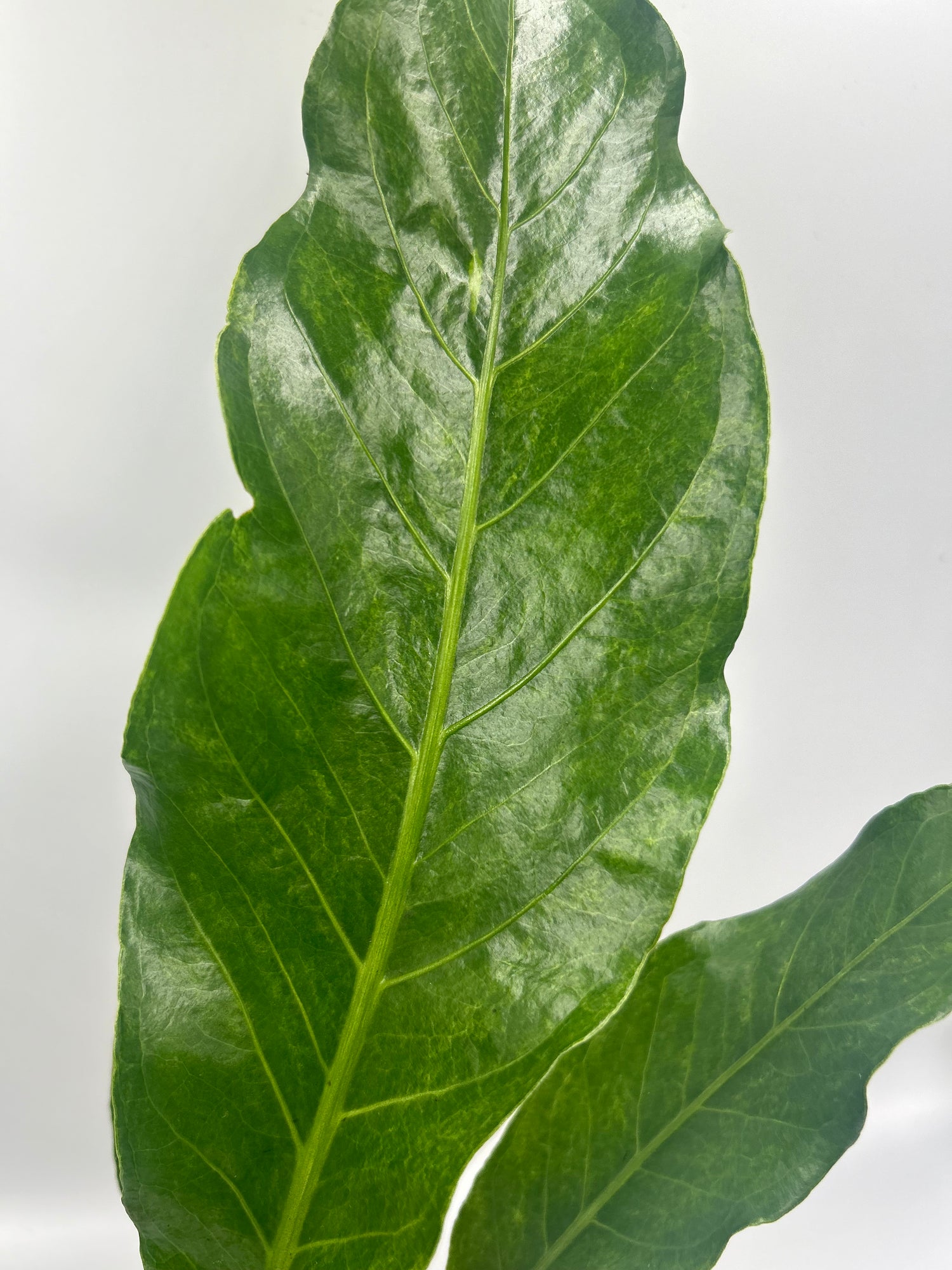 Anthurium Hookeri Variegated