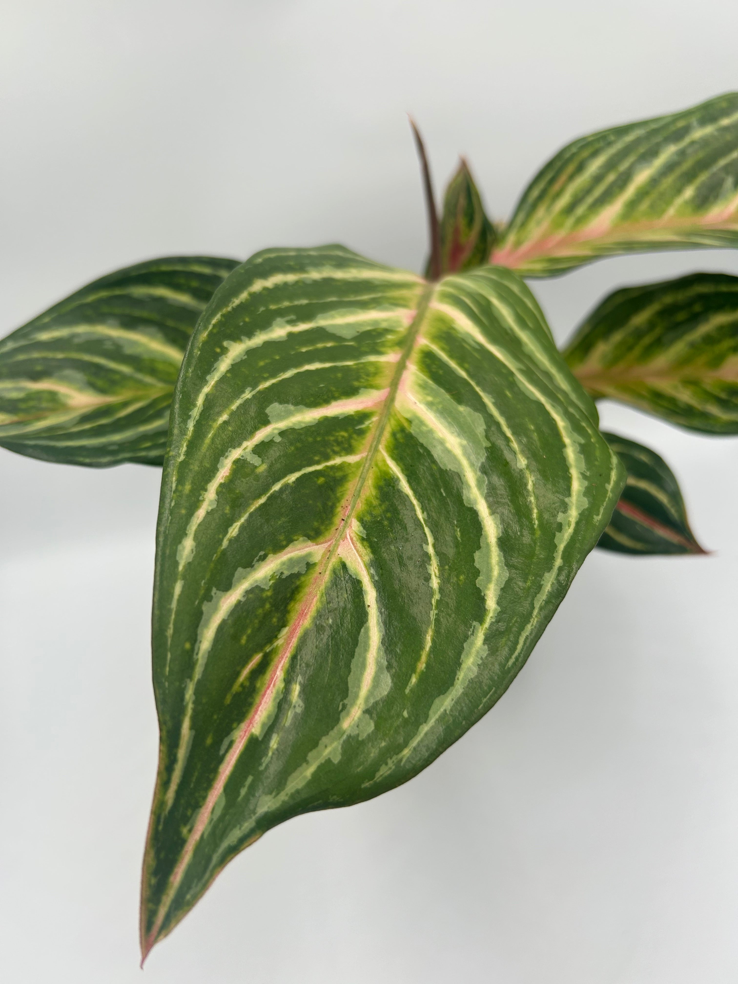 Aglaonema Jaxxy Red