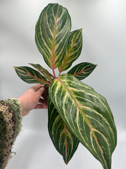 Aglaonema Jaxxy Red