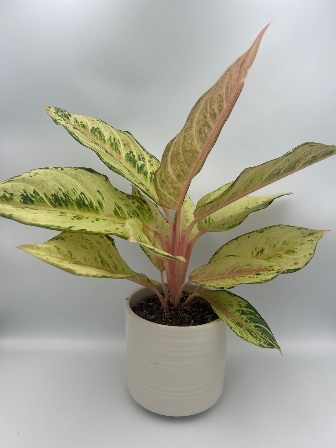 Aglaonema Chartreuse Pretty