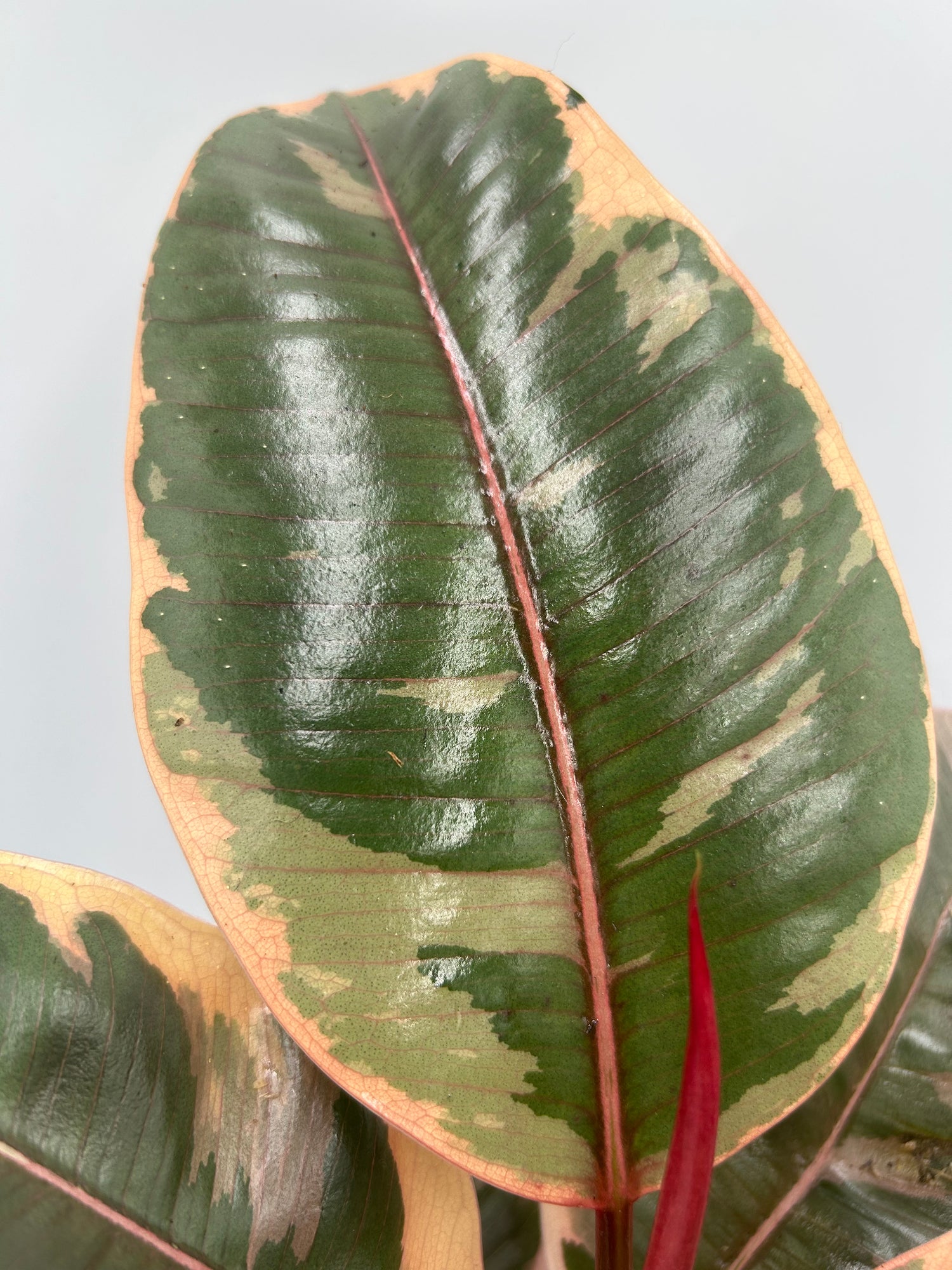 Ficus elastica Belize