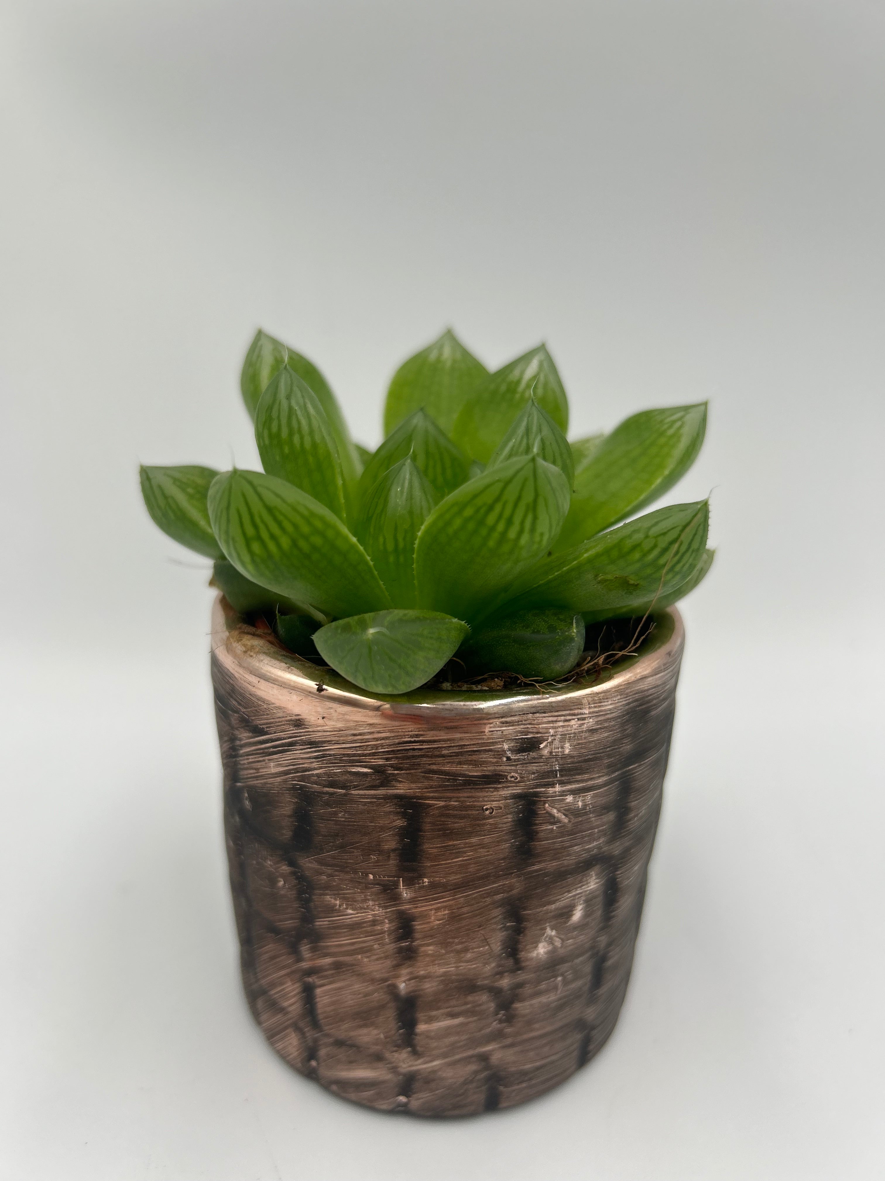 Haworthia Cooperii