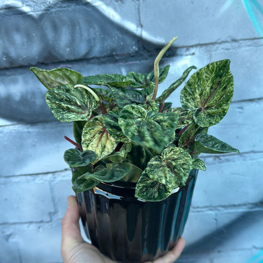 Peperomia Buenos Aires