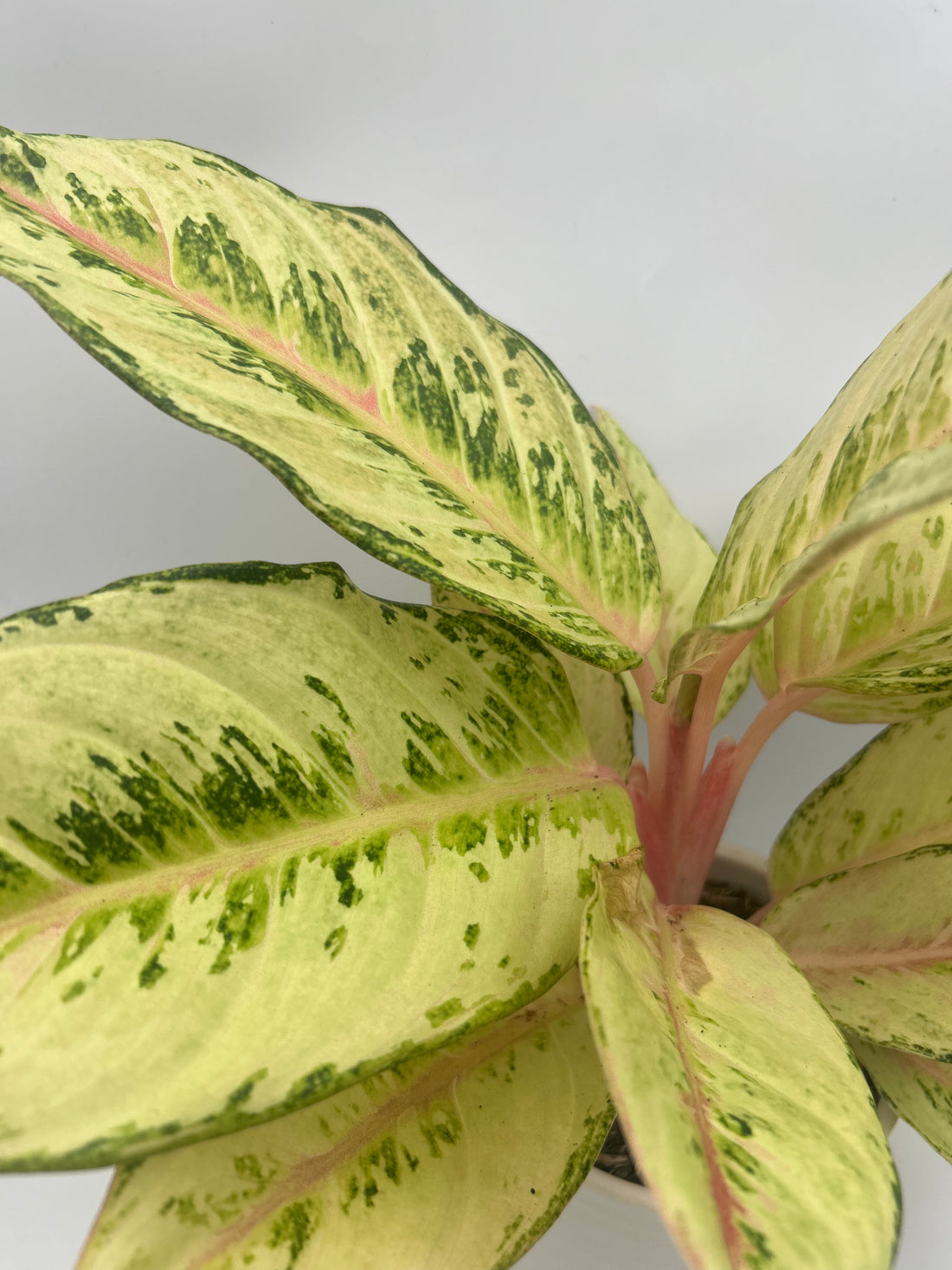 Aglaonema Chartreuse Pretty