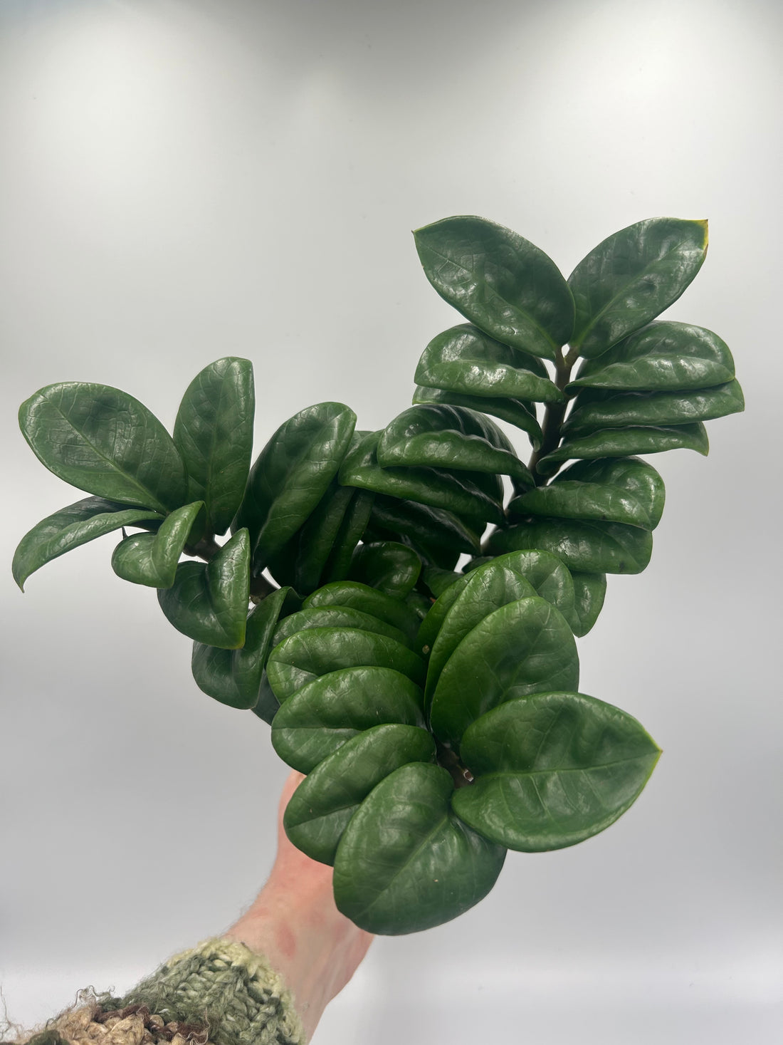 Zamioculcas Zamicron Zenzi